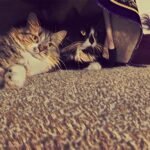 My Cats during the War