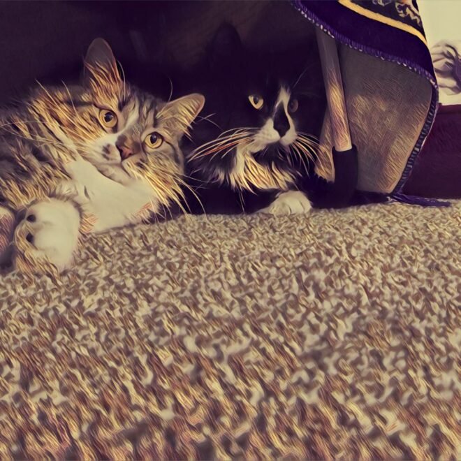 My Cats during the War